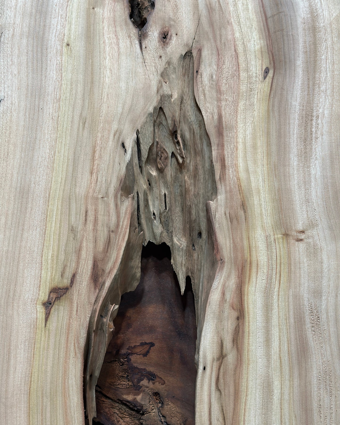 Signature | Camphor Tree Live Edge Slab (Duo) | 2100mm | SIG-6809