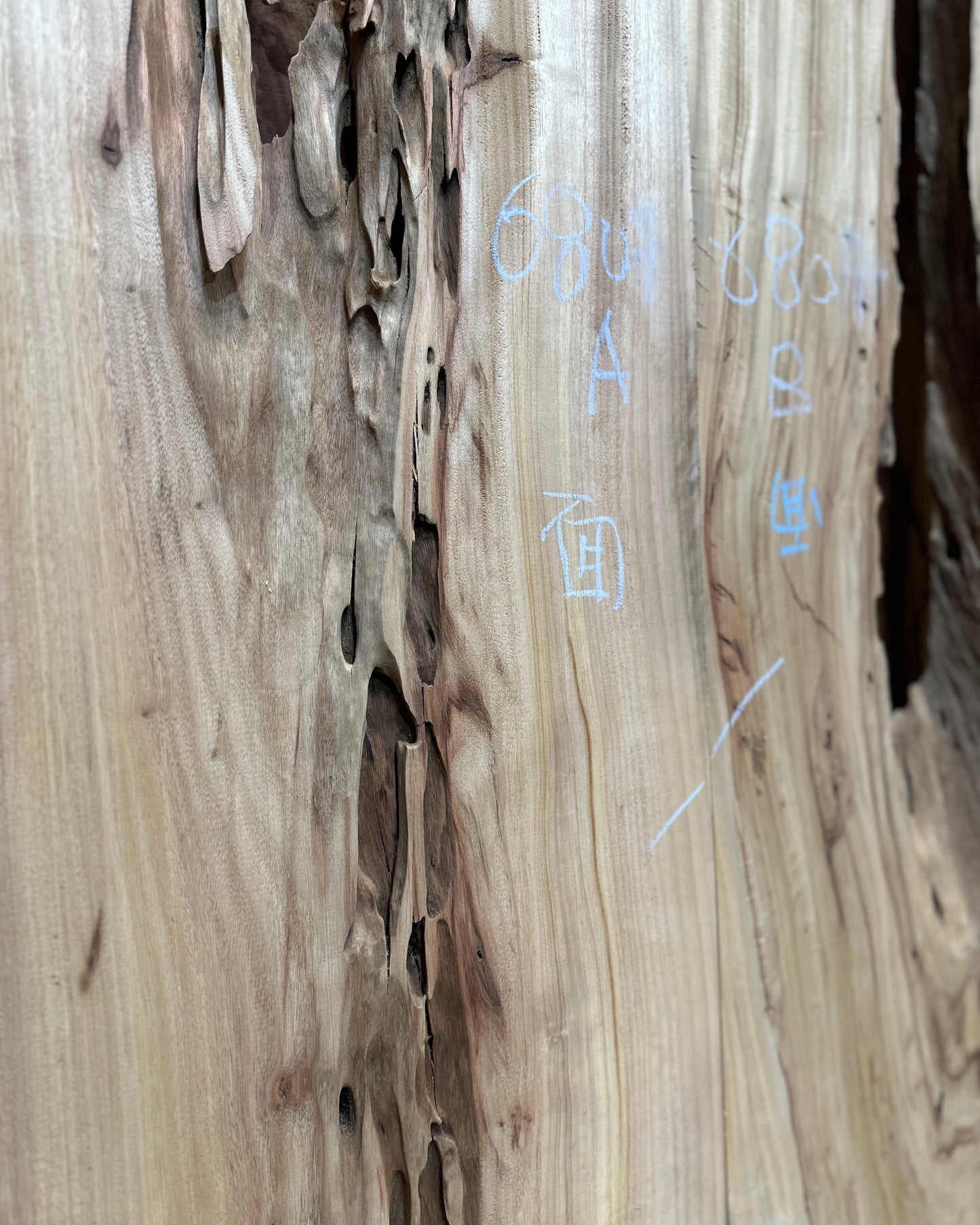 Signature | Camphor Tree Live Edge Slab (Duo) | 2100mm | SIG-6809