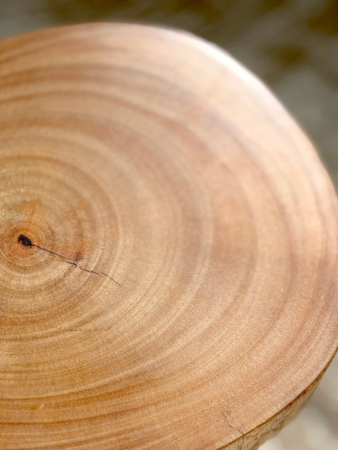 Ficus Cookie Table — ST‑010