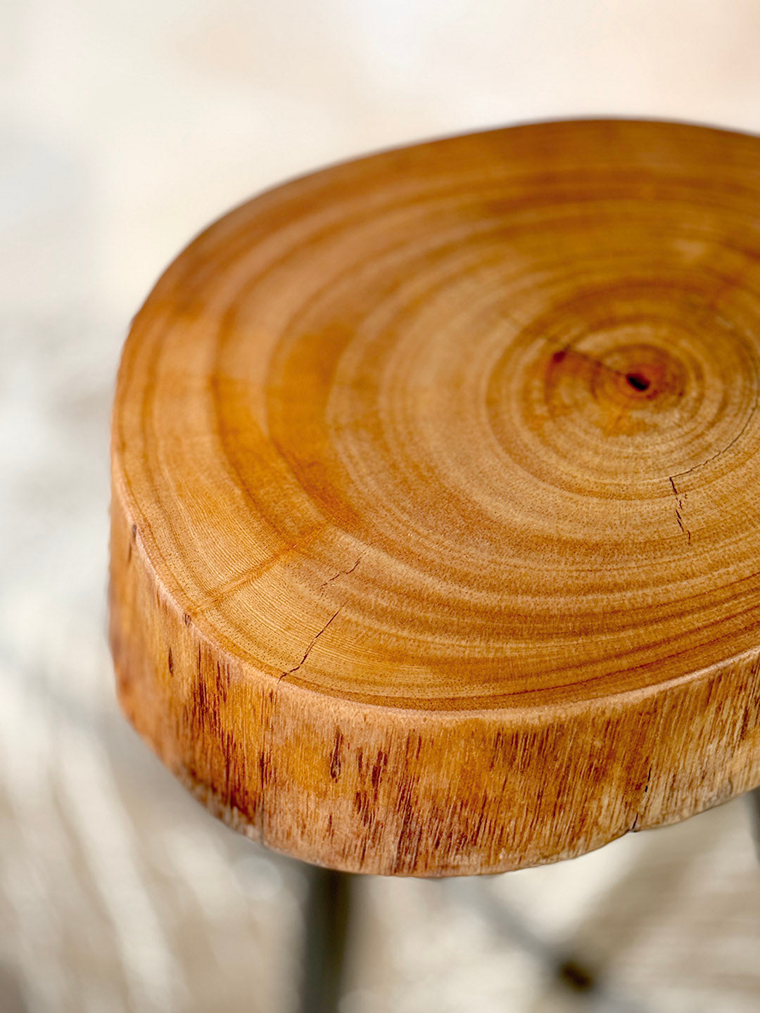 Ficus Cookie Table — ST‑010