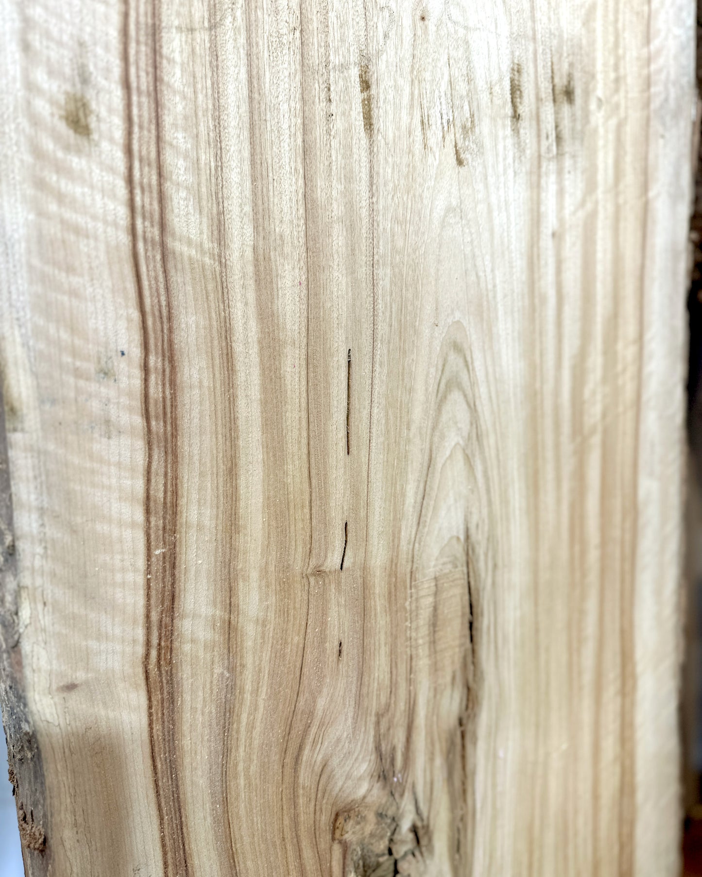 Estate Camphor Tree architectural-grade live edge wood slab with natural grain detail
