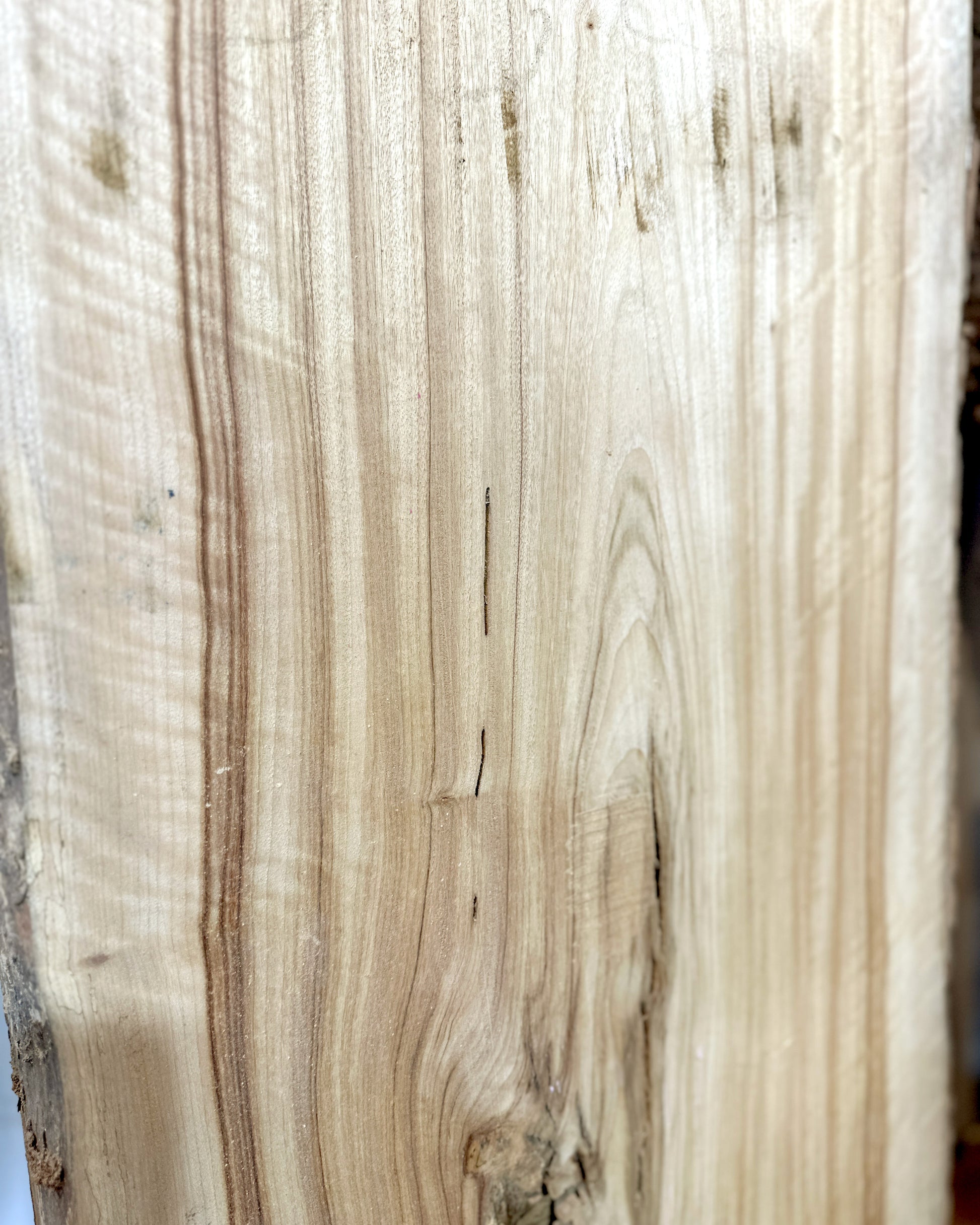 Estate Camphor Tree architectural-grade live edge wood slab with natural grain detail

