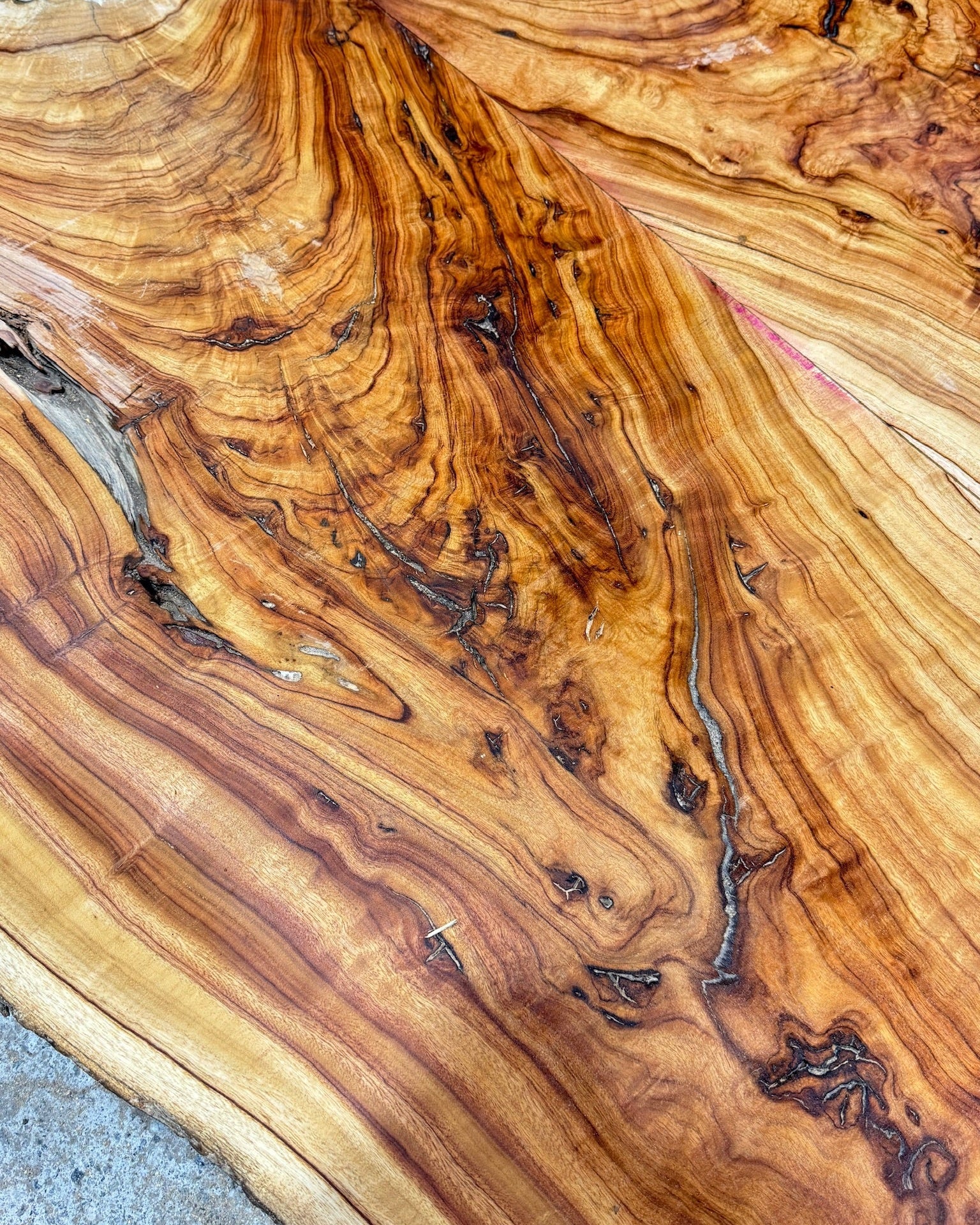 Estate Camphor Tree architectural-grade live edge wood slab with natural grain detail
