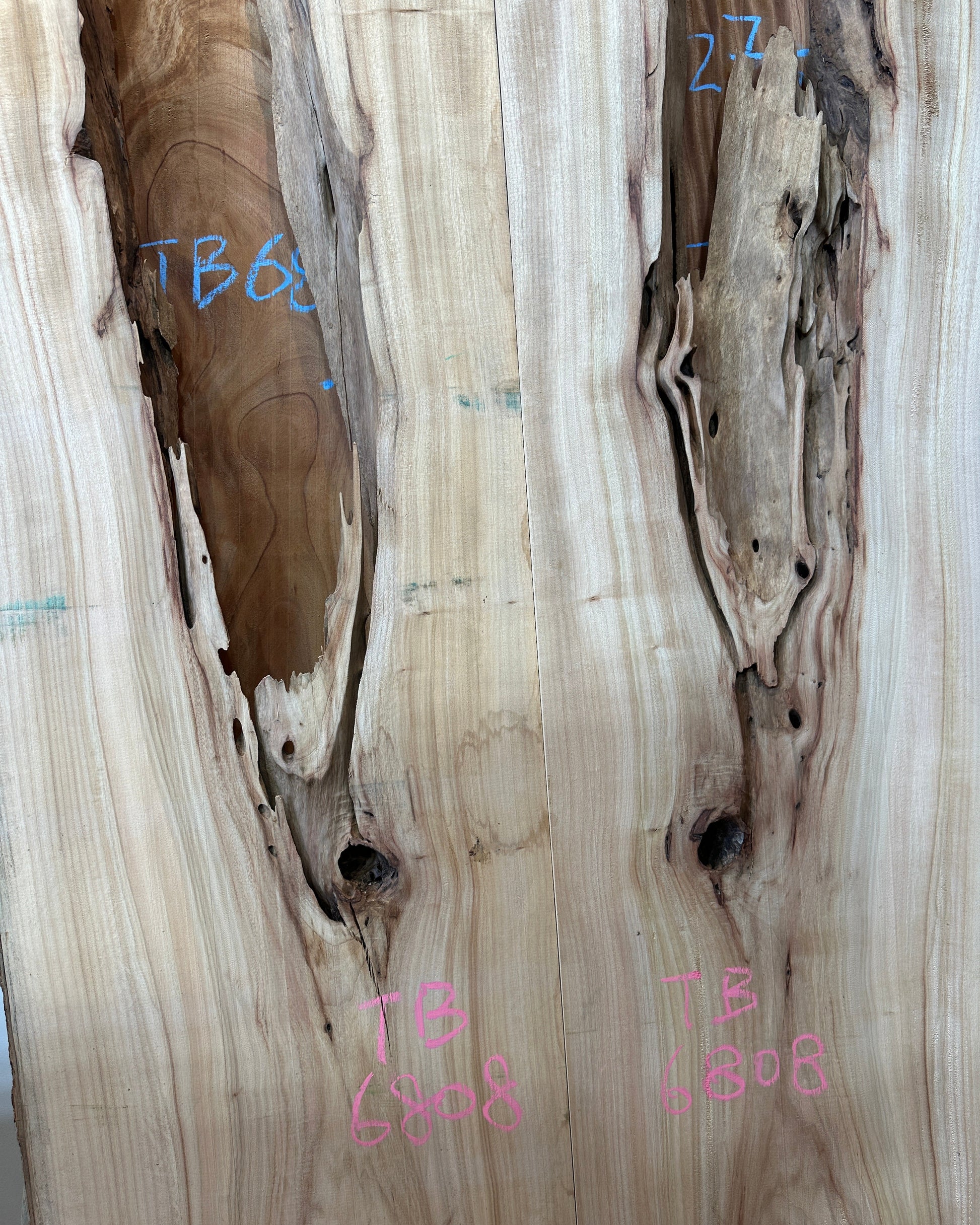 Signature Camphor Tree premium live edge wood slab with distinctive natural grain
