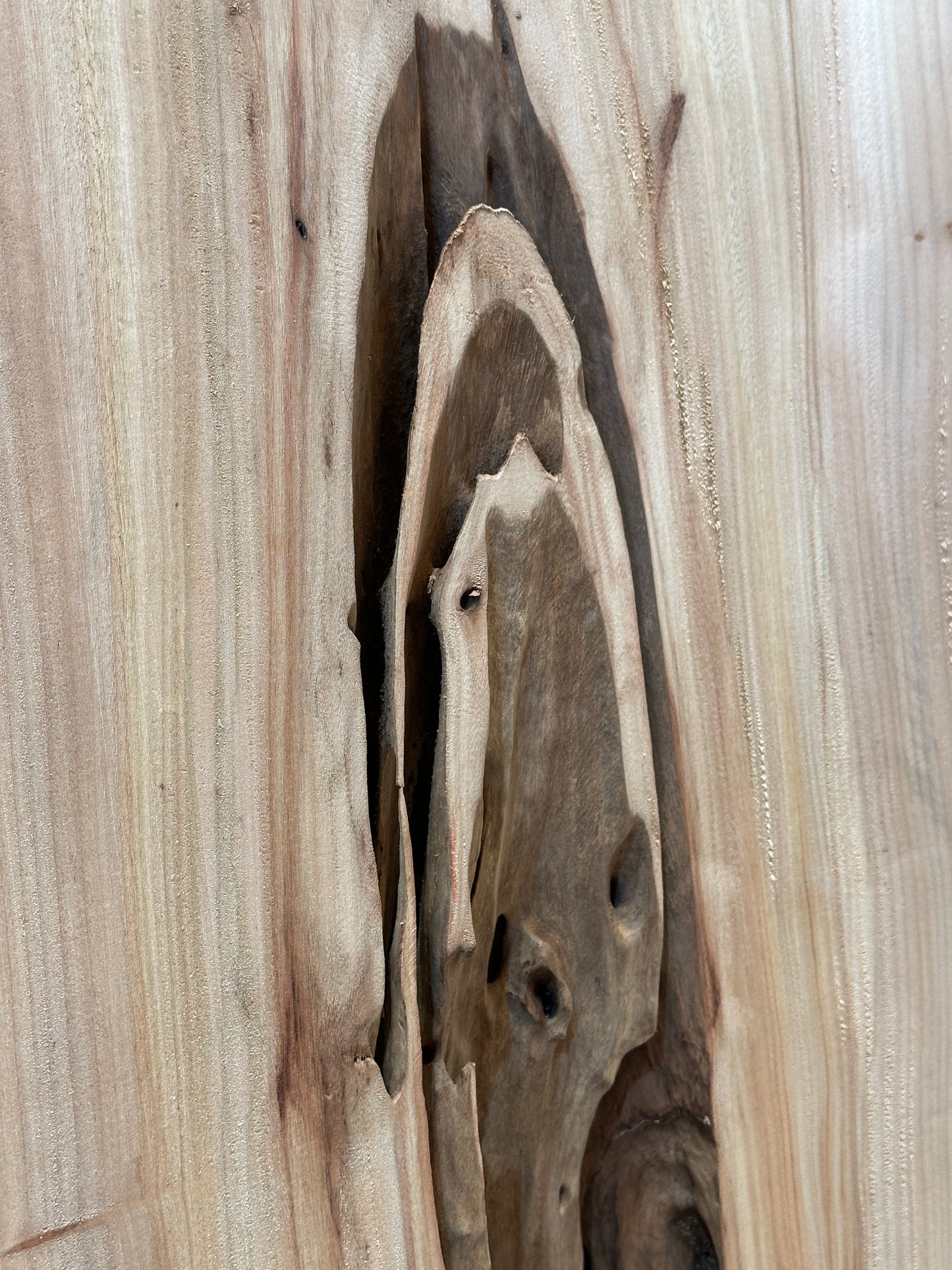 Signature Camphor Tree premium live edge wood slab with distinctive natural grain

