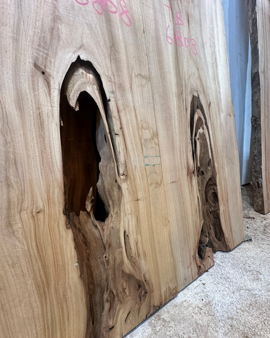 Signature Camphor Tree premium live edge wood slab with distinctive natural grain
