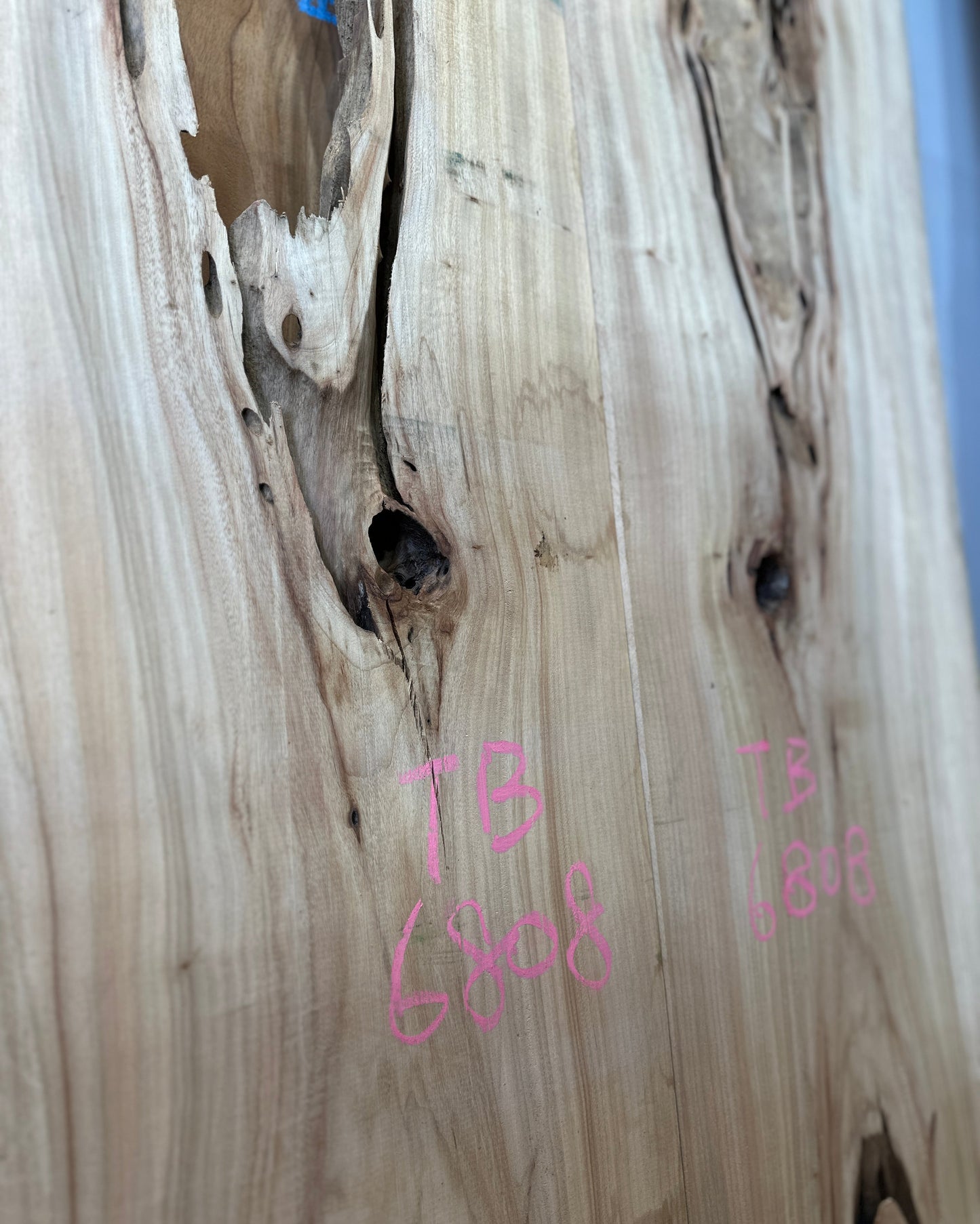 Signature Camphor Tree premium live edge wood slab with distinctive natural grain
