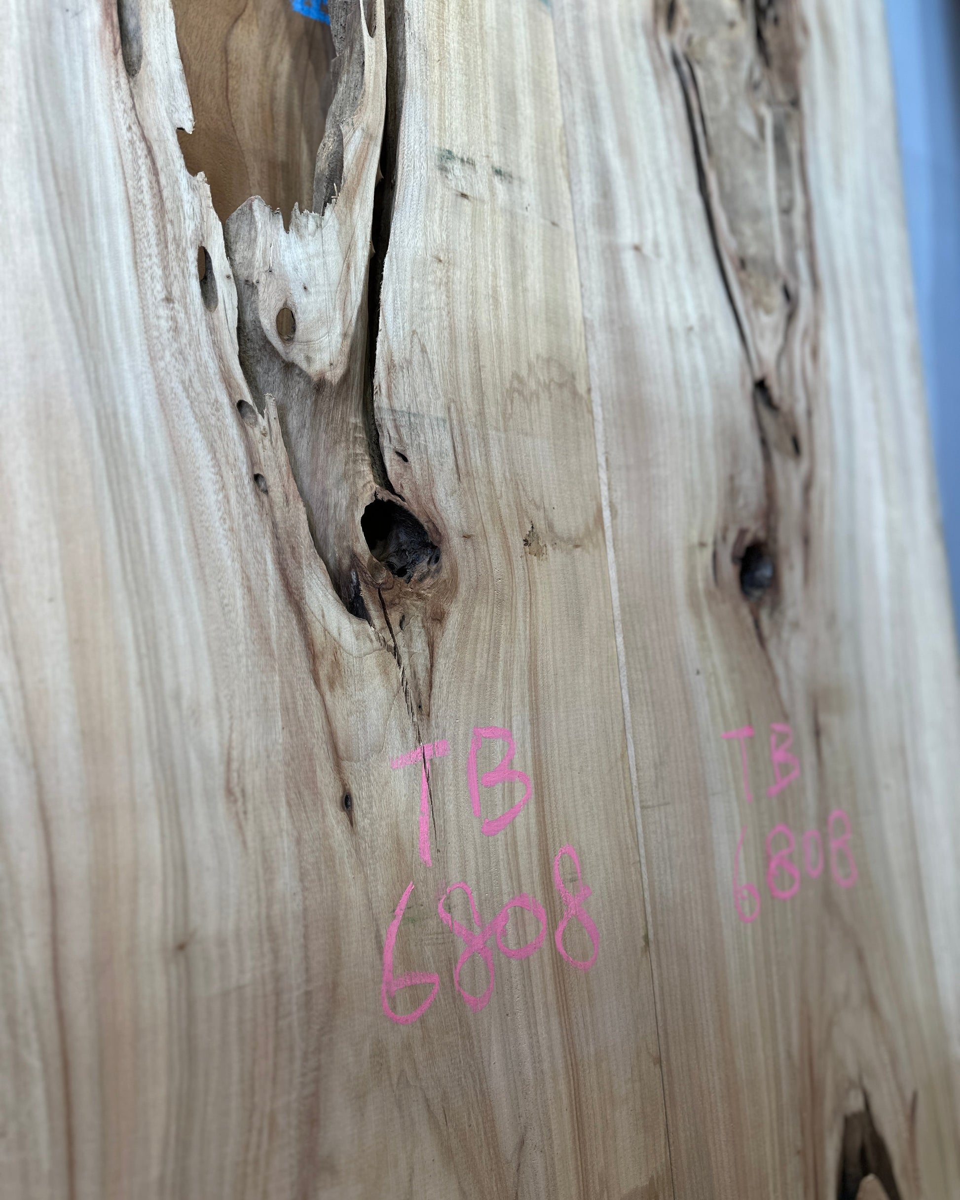 Signature Camphor Tree premium live edge wood slab with distinctive natural grain

