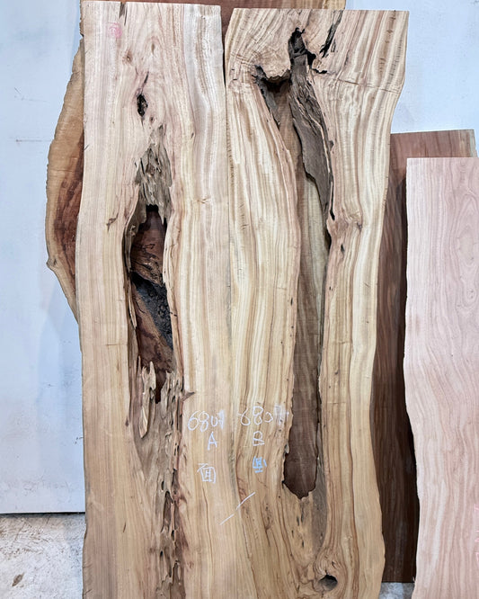 Signature Camphor Tree premium live edge wood slab with distinctive natural grain
